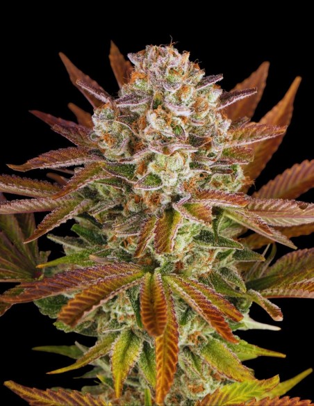 Candy Pack Seeds (Barneys Farm) 🍒 Sweet Mix