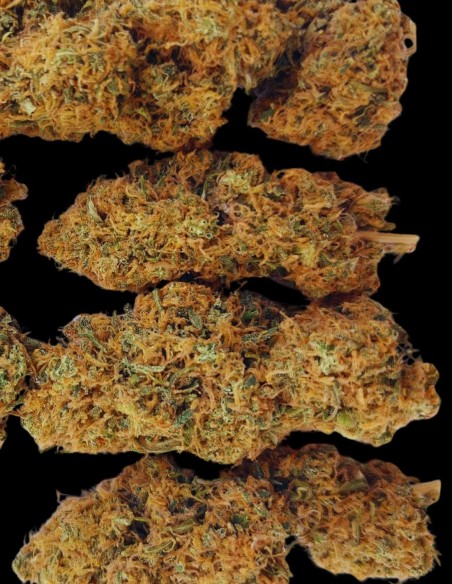 Magic Carrot Regular Seeds (ACE Seeds) 🌿 High Yield Sativa