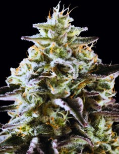 Mexican Sativa Seeds (Kannabia Seed Company) 🌶️ Spicy