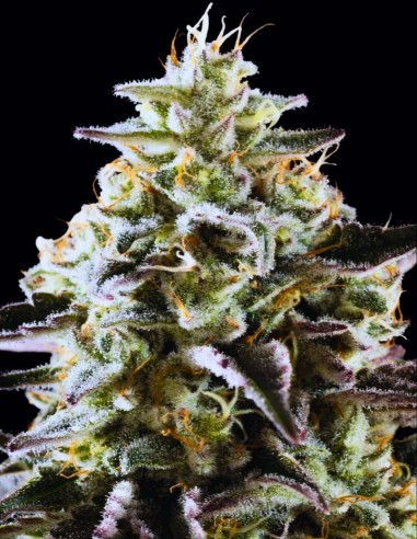 Mexican Sativa Seeds (Kannabia Seed Company) 🌶️ Spicy