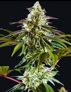 Mexican Sativa Seeds (Kannabia Seed Company) 🌶️ Spicy 2
