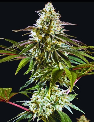 Mexican Sativa Seeds (Kannabia Seed Company) 🌶️ Spicy