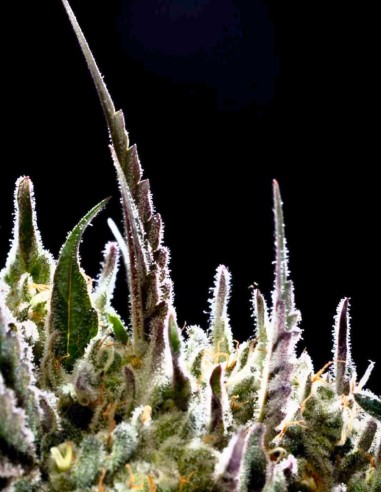 Mexican Sativa Seeds (Kannabia Seed Company) 🌶️ Spicy