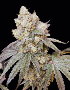 Graines Bullshit (Seeds of Anarchy) 💥 Hybride puissant