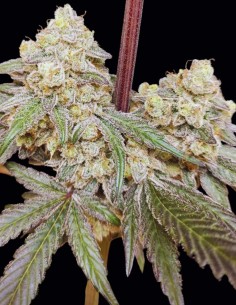 Graines Bullshit (Seeds of Anarchy) 💥 Hybride puissant 2