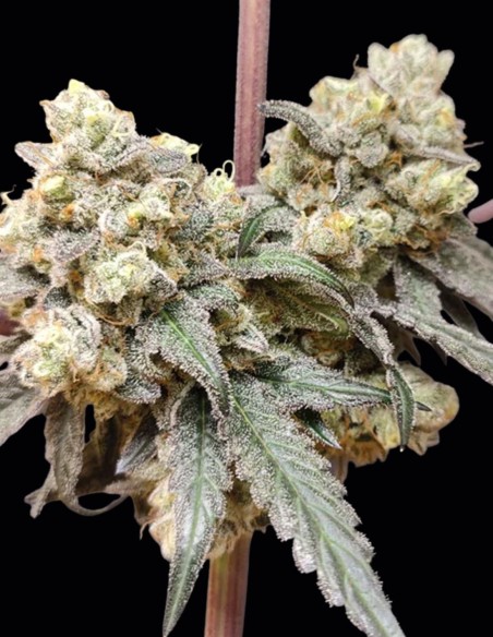 Graines Bullshit (Seeds of Anarchy) 💥 Hybride puissant