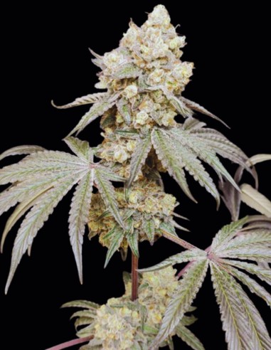 Graines Bullshit (Seeds of Anarchy) 💥 Hybride puissant