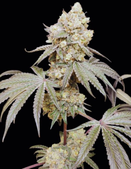 Graines Bullshit (Seeds of Anarchy) 💥 Hybride puissant