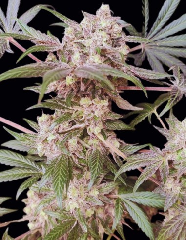 Cabin Fever Seeds (Seeds Of Anarchy) 🍋 Équilibre Citrique