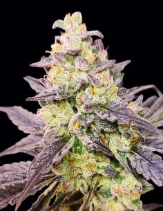 Dancing Sprite Seeds (Seeds Of Anarchy) 🍒 Saveur Fruitée