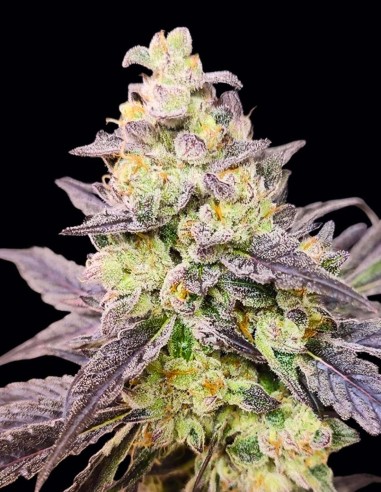 Dancing Sprite Seeds (Seeds Of Anarchy) 🍒 Saveur Fruitée