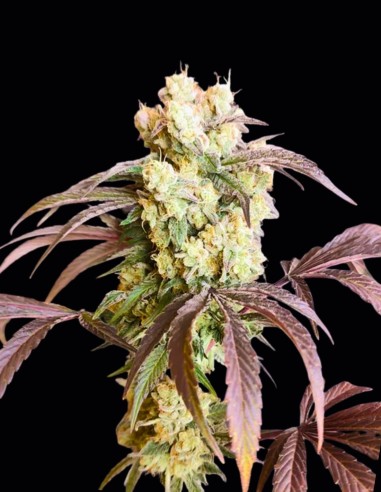 Gorgon Seeds (Seeds Of Anarchy) 🌿 Relaxation Profonde