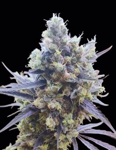 Gunk Seeds (Seeds Of Anarchy) 🌸 Relaxation Florale