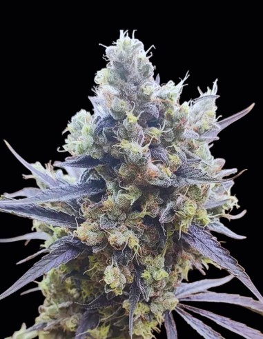 Gunk Seeds (Seeds Of Anarchy) 🌸 Relaxation Florale