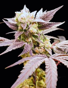 Naughty Dawg Seeds (Seeds Of Anarchy) 🌶️ Calme Épicé