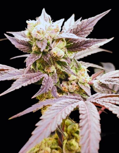 Naughty Dawg Seeds (Seeds Of Anarchy) 🌶️ Calme Épicé