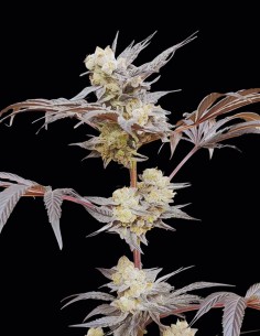 Naughty Dawg Seeds (Seeds Of Anarchy) 🌶️ Calme Épicé 2