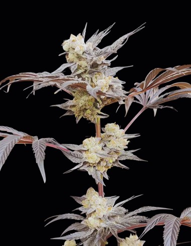 Naughty Dawg Seeds (Seeds Of Anarchy) 🌶️ Calme Épicé