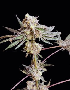 Graines Slurpcicle #11 (Seeds Of Anarchy) 🍓 Saveur Fruitée 2