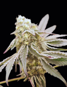 Semi Slurpicle #11 (Seeds Of Anarchy) 🍓 Sapore Dolce