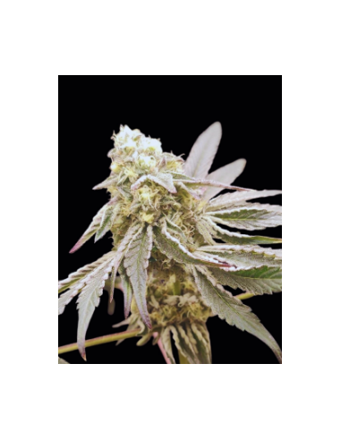 Graines Slurpicle #11 (Seeds Of Anarchy) 🍓 Saveur Fruitée