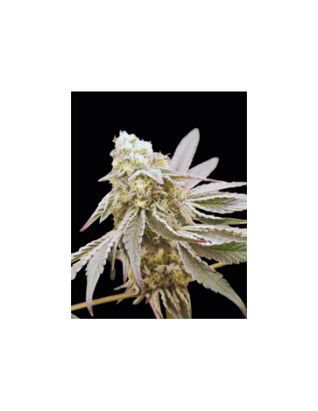 Graines Slurpicle #11 (Seeds Of Anarchy) 🍓 Saveur Fruitée