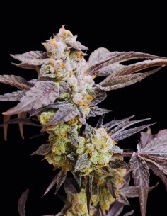 Graines Spritzade (Seeds Of Anarchy) 🍋 Explosion Citronnée