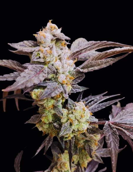 Graines Spritzade (Seeds Of Anarchy) 🍋 Explosion Citronnée