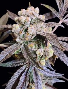 Graines The Epstein List (Seeds Of Anarchy) 🍒 Fruitée