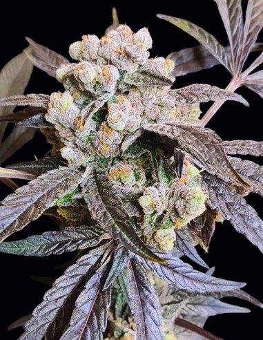 Graines The Epstein List (Seeds Of Anarchy) 🍒 Fruitée