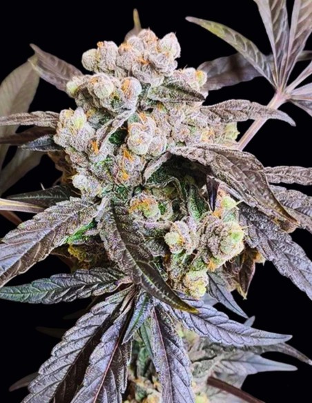 Graines The Epstein List (Seeds Of Anarchy) 🍒 Fruitée