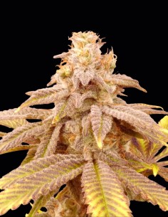 Semi Crazy Banana Regular (Bask Triangle Farms) 🍌 Tropicale