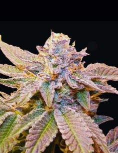 Semillas Geriza Regular (Bask Triangle Farms) 🍒 Ciliegia