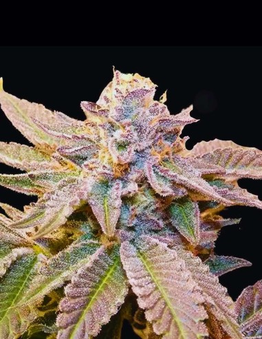 Semillas Geriza Regular (Bask Triangle Farms) 🍒 Ciliegia