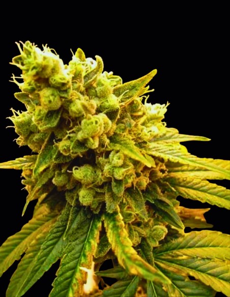 Zi-Ri Regular Seeds (Bask Triangle Farms) 🍋 Agrumi