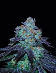 Milkybarz Regular Seeds (Bask Triangle Farms) 🧁 Dolce