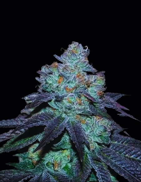 Milkybarz Regular Seeds (Bask Triangle Farms) 🧁 Dolce