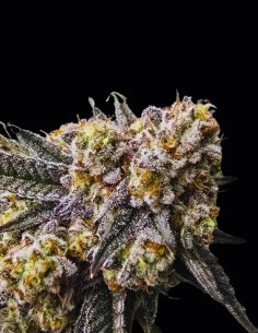 Semi Z Chupz Regular (Bask Triangle Farms) 🍬 Terpeni Dolci