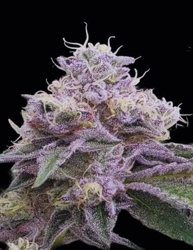 Semi Ztrawberry Soup Regular (Bask Triangle Farms) 🍓 Relax