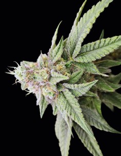 Semi Japanesse Tea Regular (Bask Triangle Farms) 🌿 Bilancia