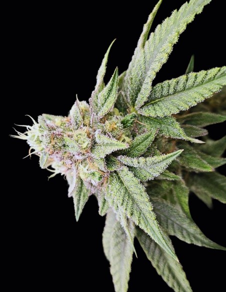 Semi Japanesse Tea Regular (Bask Triangle Farms) 🌿 Bilancia