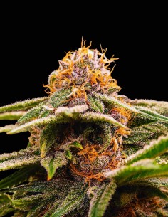 Semi Bloody Cherry Regular (Bask Triangle Farms) 🍒 Slancio