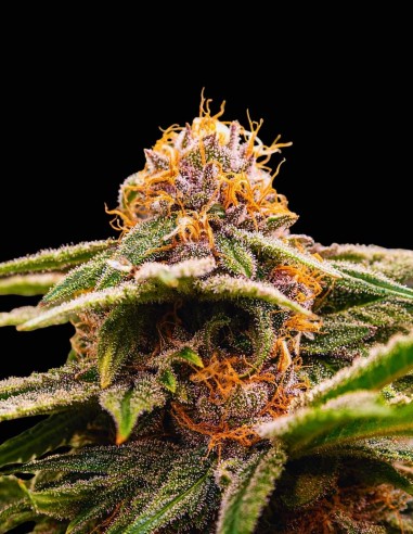 Semi Bloody Cherry Regular (Bask Triangle Farms) 🍒 Slancio