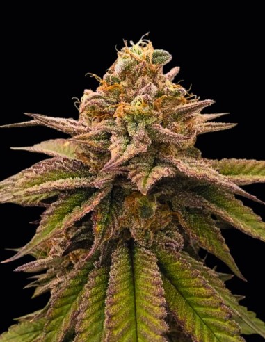 Semi Bloody Cherry Regular (Bask Triangle Farms) 🍒 Slancio