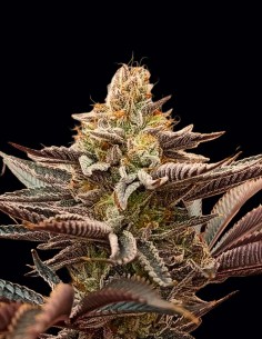 Semi Peachy Blinders Regular (Bask Triangle Farms) 🌿 Dolce