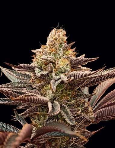 Semi Peachy Blinders Regular (Bask Triangle Farms) 🌿 Dolce