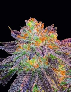 Semi regolari Mazzeta (Bask Triangle Farms) 🍬 Ibrido Dolce