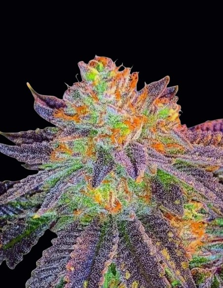 Semi regolari Mazzeta (Bask Triangle Farms) 🍬 Ibrido Dolce