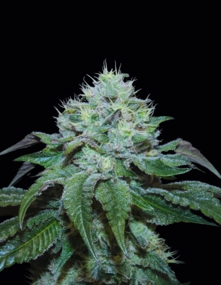 GuayaBurger Seeds (Bask Triangle Farms) 🍍 Tropical Cream