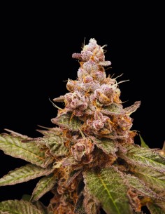 Semi Trop Cherry Hash (Bask Triangle Farms) 🍒 Fruttato